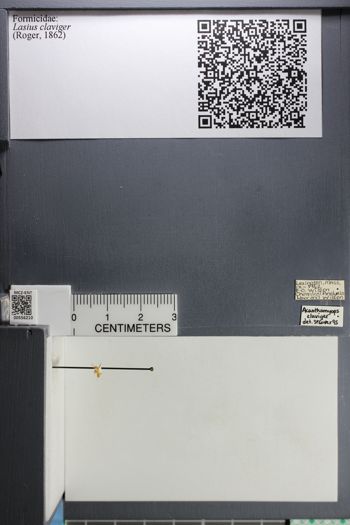 Media type: image;   Entomology 556210
